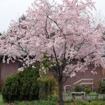 Čerešňa okrasná (Prunus serrulata) ´ACCOLADE´ - výška 30-50 cm, kont. C3L